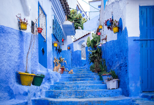 Vibrant blue alleyway adorned with colorful flower pots, leading up a staircase, surrounded by whitewashed walls, creating a picturesque and inviting atmosphere in a charming neighborhood