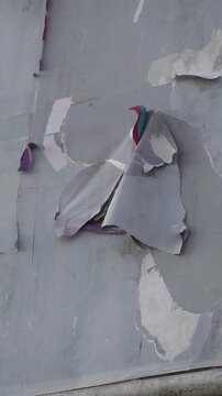 Aged billboard with curled, torn paper fragments. Grunge texture ideal for urban themes and visual storytelling.