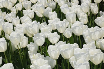 Wei&szlig;e Tulpen bl&uuml;hen in der Natur auf einem Tulpenfeld