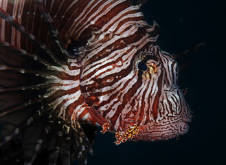 Lionfish in Caribbean Waters
