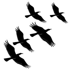 Six black bird silhouettes flying in formation birds