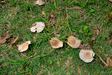 Pterocarpus indicus or angsana fruit falling on grass