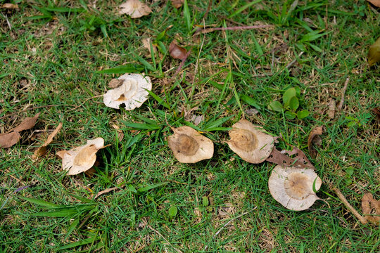 Pterocarpus indicus or angsana fruit falling on grass