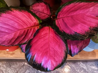 Top view of purple mauve leaves Goeppertia roseopicta plant commonly known as Rose-Painted Calathea, Jungle Rose, or Calathea roseopicta growing in a pot. © Christina Patricya