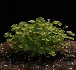 Clover Plant on the soil in studio environment