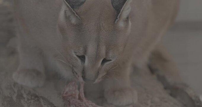 Close-up of caracal's captivating gaze while eating meat slow motion footage,