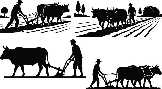 Farmers plowing fields with oxen in silhouette