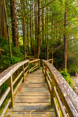 Fototapeta premium Wooden footbridge leading through lush rainforest in tofino, british columbia