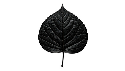 A single leaf, black & textured, centered against a stark black background