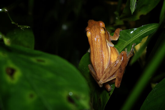Rear view close-up of two Trilaksono's Bush Frogs (Chirixalus trilaksonoi) mating on a leaf at night, Indonesia
