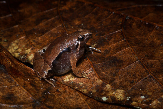Close-up side view of a Javan chorus frog (Microhyla achatina) on a dry leaf, Indonesia