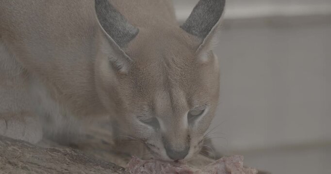 Fierce Caracal Stealing Focus While Enjoying Tasty Treat in Natural Setting