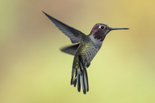 Close-up side view of a Hummingbird in Flight against a green background, Kenneth Hahn State Recreation Area, Los Angeles, California, USA