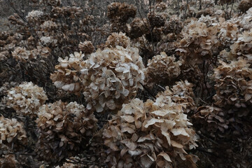 Cluster of dried hydrangea blossoms in beige tones. Botanical texture capturing natural decay and seasonal transition.