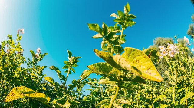 Slider motion. Bottom view. Potato Plant Or Solanum Tuberosum Growing On Plantation. Slider shot Rural Landscape Potato Field With Young Potato Flowering Blooming Green Vernal Sprouts. Day to evening