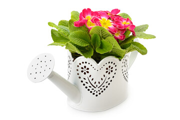 Decorative white watering can with blooming primrose plant isolated on white background