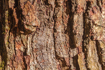 A detailed close-up image of the texture of rough pine bark with natural brown and earthy tones. Ideal for backgrounds, eco-design, wood imagery, nature themes, patterns, forests, and organic concepts
