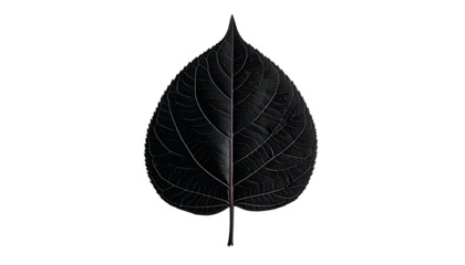 A monochrome leaf with intricate veining, centered on a black background