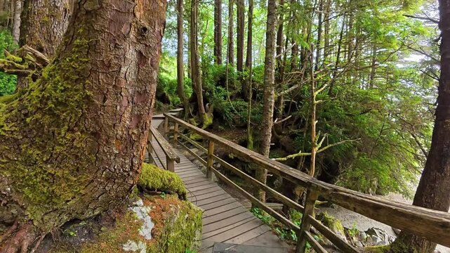 Wooden walkways winding through lush rainforest leading to pristine sandy beach, revealing serene coastal landscape of tofino on vancouver island, british columbia