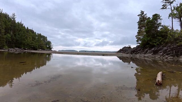 Serene mackenzie beach landscape revealing calm water surface mirroring cloudy sky, surrounding trees, and weathered driftwood gently drifting across tranquil coastal scenery