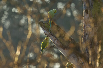 ring-necked parakeets enjoying the last rays of sunshine at sunset, two ring-necked parakeets on a tree trunk, green parakeets at sunset on a tree, Psittacula krameri