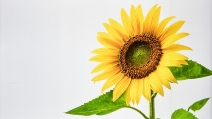Obraz premium Beautiful Yellow Sunflower Bloom Isolated on White Background Representing Nature and Agricultural Concept