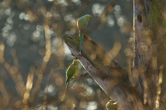 ring-necked parakeets enjoying the last rays of sunshine at sunset, two ring-necked parakeets on a tree trunk, green parakeets at sunset on a tree, Psittacula krameri