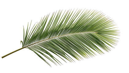 Fototapeta premium Coconut palm leaf isolated on white background with clipping path.