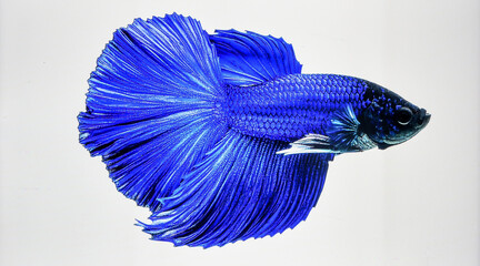 Bright Blue Betta Fish Tail Fin Isolated on White Background Representing Biotic Aquatic Beauty and Natural Life Concept © arbi wiratama
