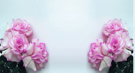 Bouquet of pink roses on a white background . Beautiful flowers.