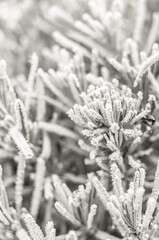 Delicate frost crystals adorn evergreen needles in a soft monochrome scene