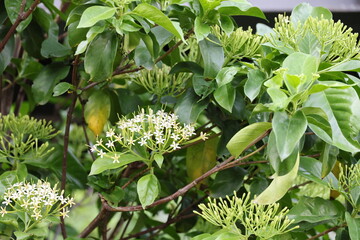 Tarenna wallichii : green leaves and white flowers that smell great all day. Tarenna fragrans flower clusters at tips of branches, with numerous small flowers resembling needle flowers. River Tarenna
