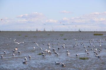 Da ist was los im Watt / Abenteuer Nordsee in Cuxhaven