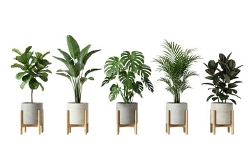 Collection of diverse green indoor plants in modern pots with wooden stands against a white background