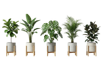 A diverse collection of elegant indoor houseplants in modern pots with stylish wooden stands
