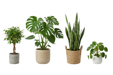 A diverse collection of popular houseplants including monstera, snake plant, ficus, and pilea for home decor