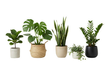 A beautiful collection of popular green houseplants in various pots for home decor