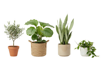 A charming collection of four distinct houseplants in various decorative pots for interior decor