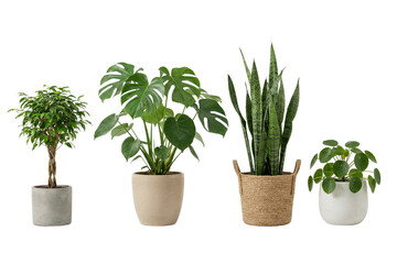 Beautiful assortment of popular indoor potted plants perfect for modern home decor