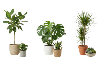 A vibrant collection of diverse houseplants in various pots, perfect for modern interior decor