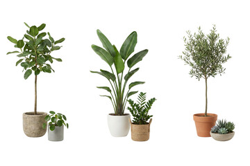 A diverse collection of elegant potted indoor plants for home decoration