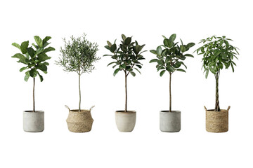 A vibrant collection of five diverse potted indoor trees and plants for home decor