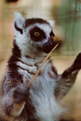 Lemur ringtailed primate wildlife animal closeup portrait of a curious ringtailed lemur standing on hind legs, reaching with paws, showing soft fur texture and bright expressive eyes.