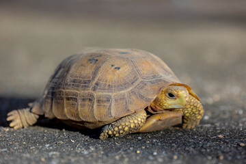 A little baby land turtle on cement concrete floor, Tortoise are reptiles of the order Testudines characterized by a special bony or cartilaginous shell developed from their ribs and acting as a shiel