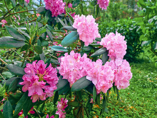 Rhododendron pink flowers bush with glossy leaves in garden, closeup blossom clusters in spring shrub scene, vibrant petals and green background for nature and floral photography