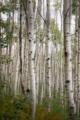 Obraz premium Utah Aspen