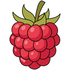 Illustration of a Red Raspberry