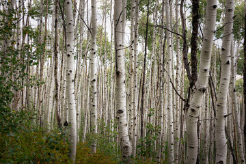 Fototapeta premium Utah Aspen