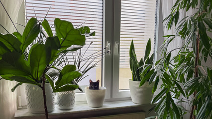 The Black Cat hid in a flowerpot on the windowsill among many other plants.