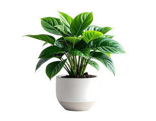 Lush Green Tropical Houseplant in White Ceramic Pot.